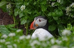 Puffin