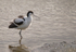Avocet