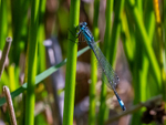 Blue-tailed Damselfly