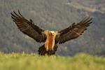 Lammergeier landing feet down, Catalonia, Spain