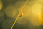 In the world of Ladybirds