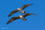 Osprey Pair in Flight 2