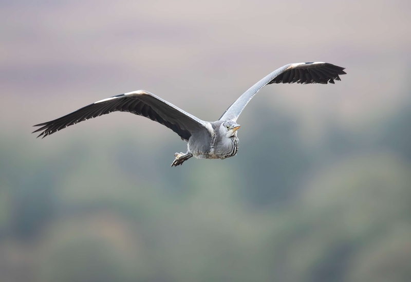 Grey Heron - Isle of Mull - Scotland