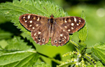 Speckled  Wood Butterfly