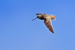 Snipe drumming over Greenaways at Otmoor