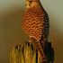 Kestrel perched on a post