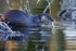 Otter,County Louth