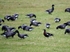Red-breasted Goose