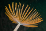 Sabella pavonina