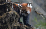 Red Panda