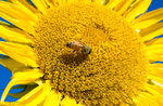 Sunflower Bee 20