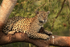 Jaguar (female) resting in tree, Corixo Negro, Brazil