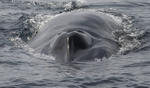 Fin Whale, Pico Island, Azores