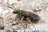 Lasioglossum smeathmanellum
