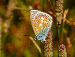 Common Blue