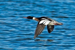 Red Merganser in Flight