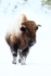 Bison with wonky horns approaches, Yellowstone National Park