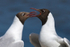 Black-headed Gulls (breeding adults) at Brownsea Island