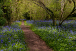 Bluebell Copse