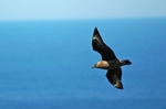Great Skua
