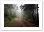 Mysterious Ways ♦ THRUNTON WOOD