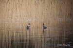 Love in the reeds!