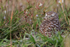 Burrowing Owl resting, Cape Coral, Florida