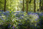 Bluebell Pools at Soudley