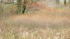 SPRING WOODLAND #2 - RONDEAU PROVINCIAL PARK