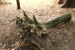 Fallen tree