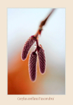 Corylus avellana 'Fuscorubra'