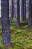 Tree - 0590