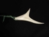 Marlin Tail Bone Carving.