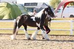 SBM_11734