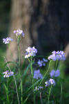 woodland flowers   _ WOOD_028