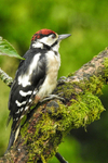 Great spotted Woodpecker