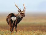 Sika Deer Stag on the Shipstal salt marshes at  Arne