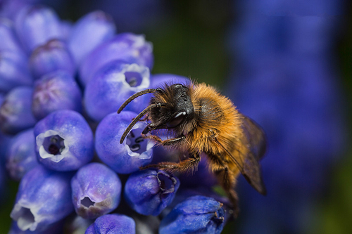 [i]Andrena nigroaenea[/i] male, Staffordshire garden on globe hyacinth flowers. April 2016.
