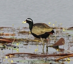 Bronze Winged Jacana