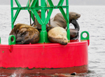 Juneau and Humpbacked Whales-184
