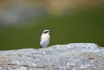 Northern Wheatear