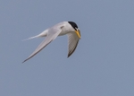 Little Tern 2