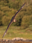Arctic Skua approaches head-on, Norway