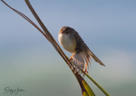 Red Wren Female 8