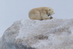 Sleepy bear