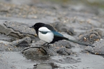 Magpie