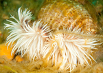 Calliactis parasitica