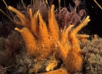 Amphilectus fucorum