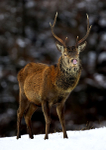 Red Deer