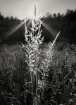 Photograph of Thistle in Black & White